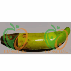 PLATANO EN CERÁMICA AL FRÍO:FASES DE MADURACIÓN